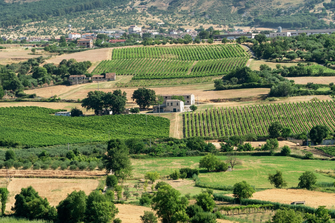 Rolling Calabrian vineyard overlooking the Ionian Sea, with rows of vines stretching across sunlit hills and distant mountain ridges